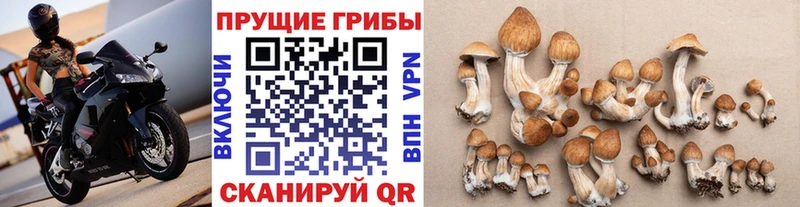 Псилоцибиновые грибы прущие грибы  Купить закладки  Вышний Волочёк 
